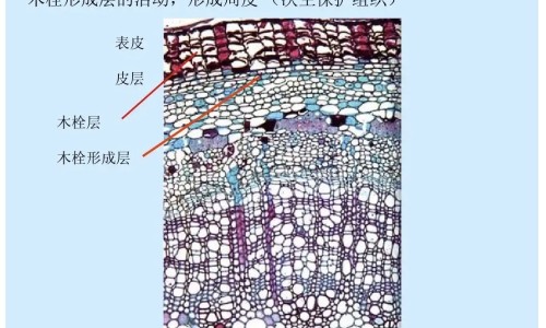 泰药蛇胆胶囊的作用网-分享蛇胆丸泰国功效与作用，泰国蛇胆丸的害处知识库